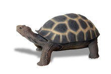 Load image into Gallery viewer, Turtle