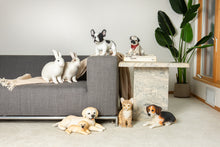 Load image into Gallery viewer, Golden Labrador Retriever