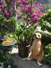Load image into Gallery viewer, Meerkat