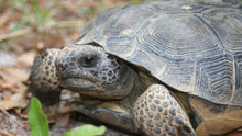 Load image into Gallery viewer, Turtle