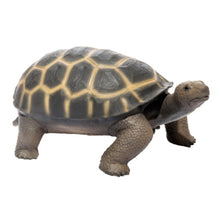 Load image into Gallery viewer, Turtle